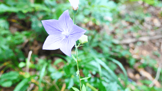 푸른 숲 속의 생생한 보라색 꽃