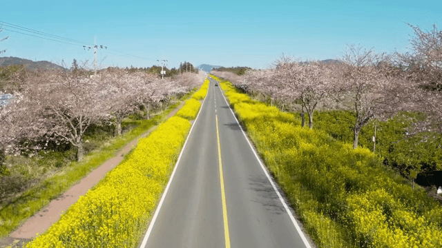 Scenic road lined with cherry blossoms and rape blossoms