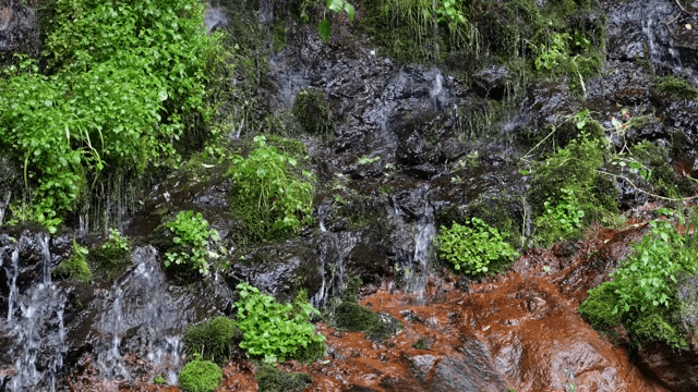 녹색 식물이 있는 바위 위로 흐르는 물