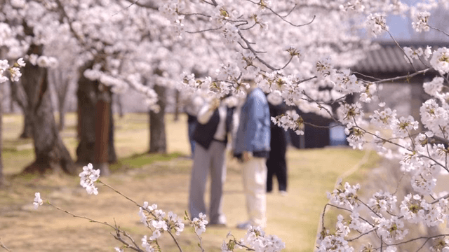Cherry blossoms in full bloom with people