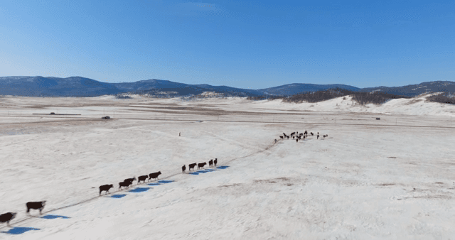 Cattle walking across a snowy plain