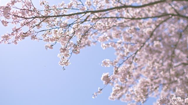 맑은 하늘 아래 만개한 벚꽃