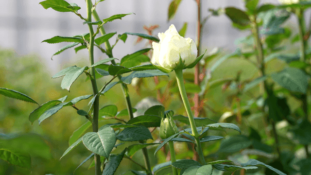 White roses blooming in garden