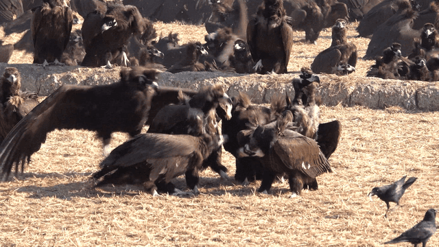 Flock of eagles gathered in dry grassy field