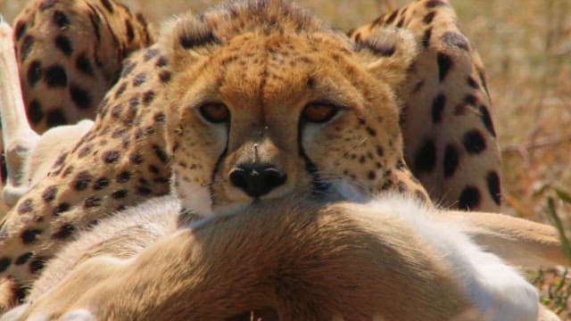 Cheetah with Its Prey in the Savannah