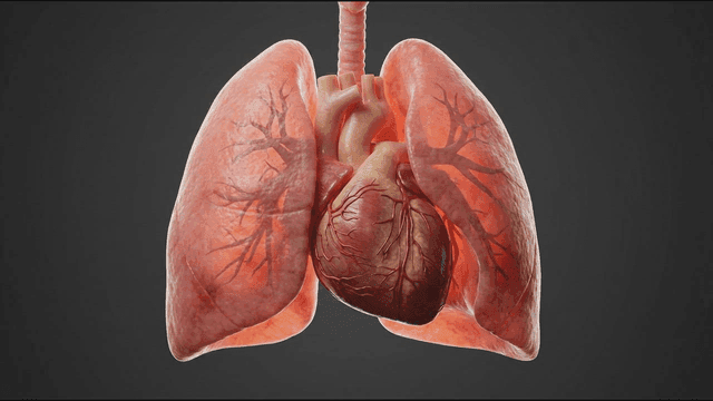 Detailed view of human lungs and heart