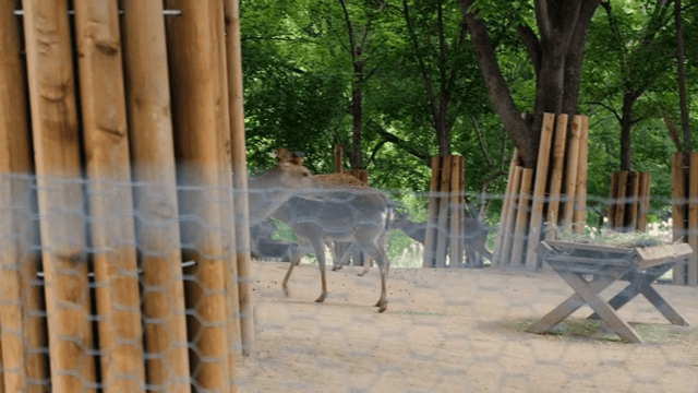 울타리 안 숲에서 풀을 뜯는 사슴