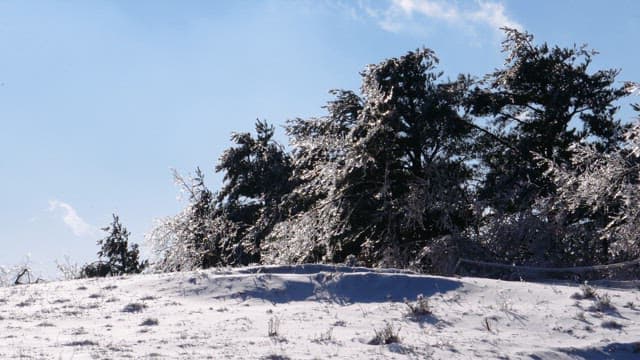 Snow Trees Glistening on a Sunny Winter Day