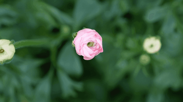 Pink flower buds in green garden