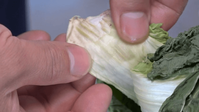 배추 잎을 검사하는 손
