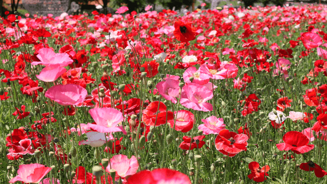 Field full of red and pink poppies