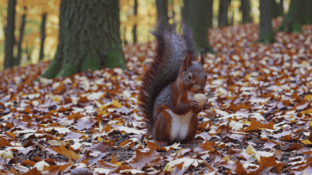 Squirrels eating acorns in autumn forest