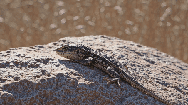 Lizard on sunny rock