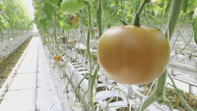 온실에서 자라는 토마토