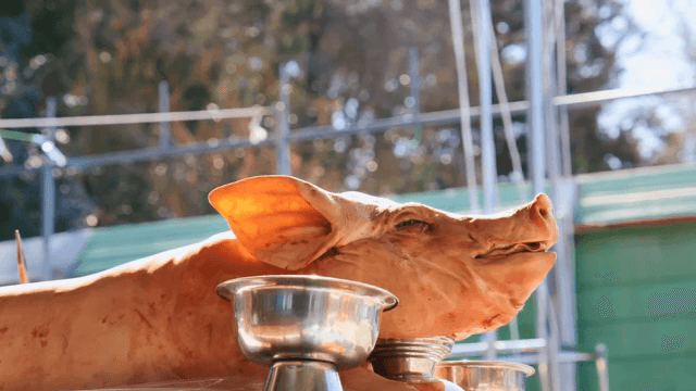 Pig prepared for a traditional ceremony