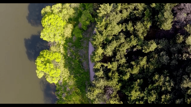 Winding path through lush green forest