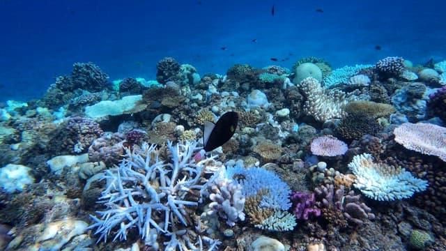 Colorful coral reef with swimming fish