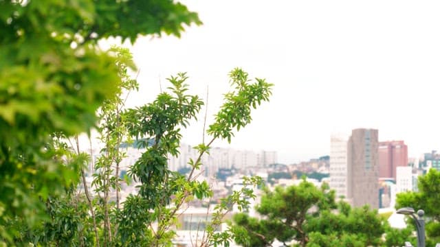 Sparrows playing on tree branches with city in background