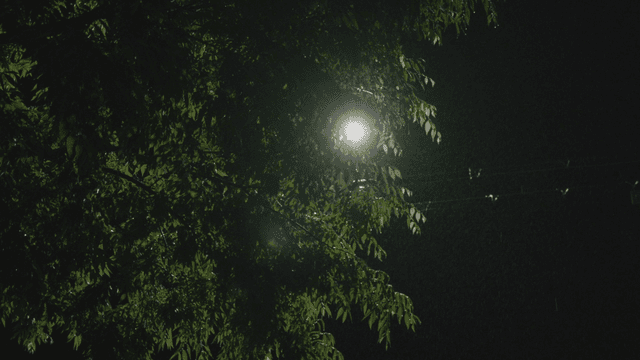 비 내리는 가로등 아래 나무