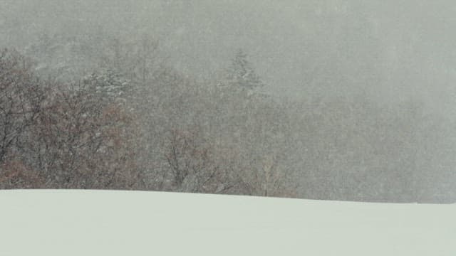 Snowfall Blanketing a Tranquil Forest