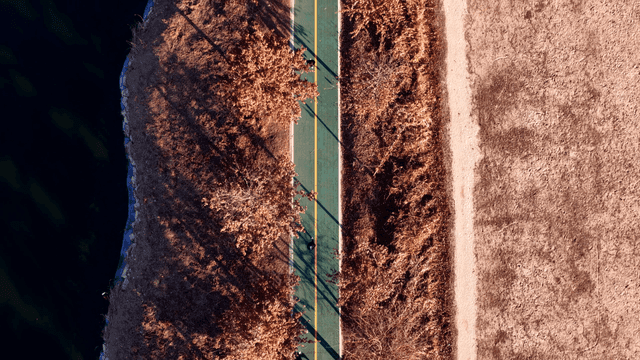 People jogging on tree-lined path