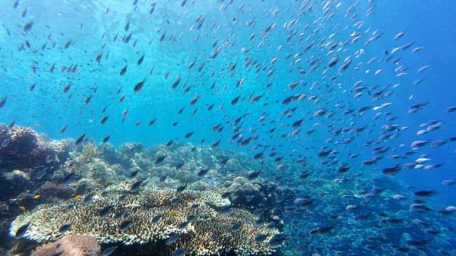 Vibrant coral reef teeming with fish