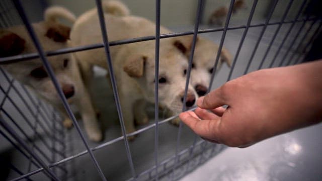 A Hand Feeding Dogs Through a Shelter Cage