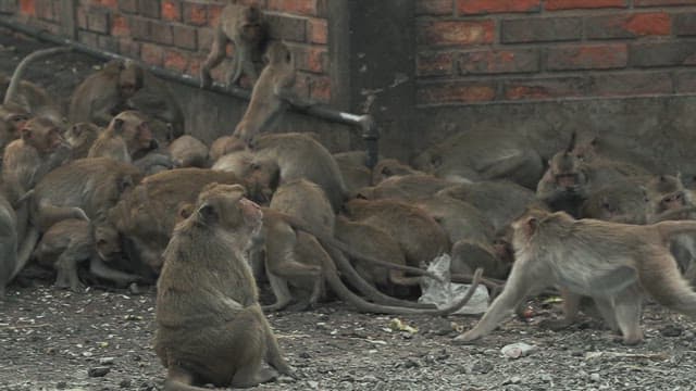 Monkeys Gathered in Front of a Brick Wall