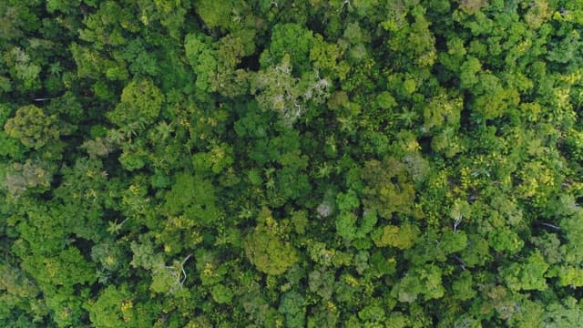 Aerial view of dense green forest