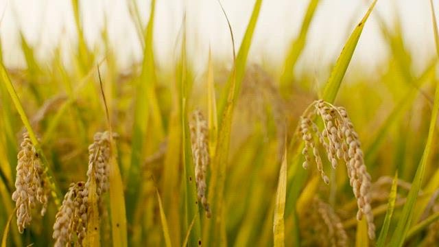 Golden Rice Ears Filling the Rice Fields Abundantly