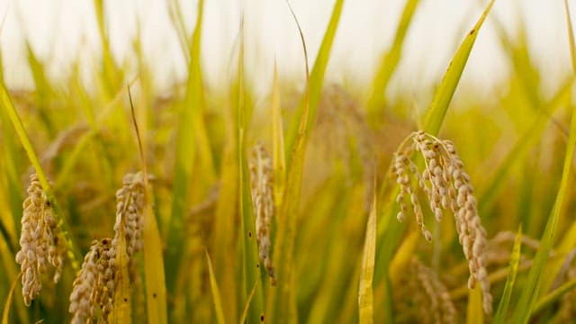 Golden Rice Ears Filling the Rice Fields Abundantly