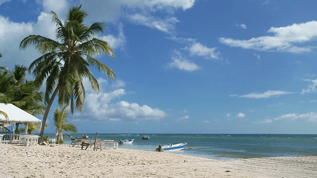 Serene beach with palm trees and boats