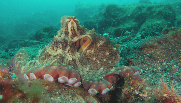 Octopus resting on seabed