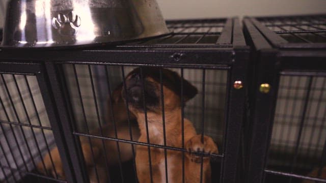 Puppies Standing in the Cage and Looking Outside