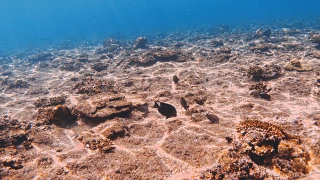 Underwater View of Fish Swimming by Coral Reefs