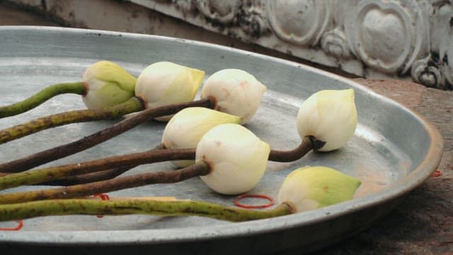 금속 쟁반 위의 피지 않은 연꽃 봉오리