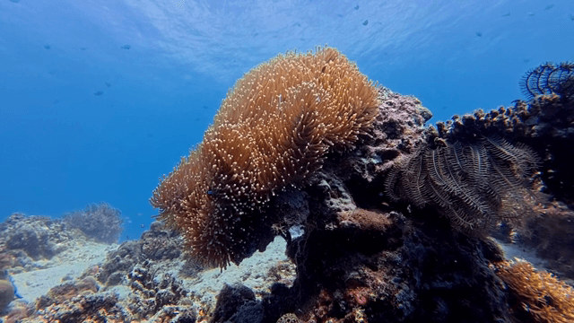 Underwater coral reef with marine life