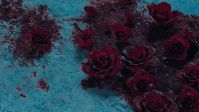 눈 덮인 땅 위의 붉은 장미