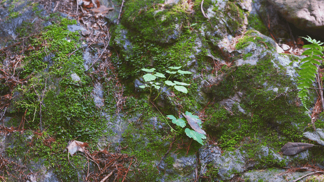 이끼 낀 바위에서 자란 식물