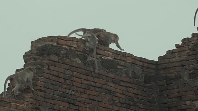 Monkeys Playing on a Brick Wall Under Clear Sky