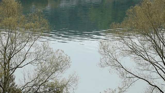 나무로 둘러싸인 고요한 호수