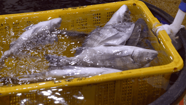 Live rockfish in yellow basket at market
