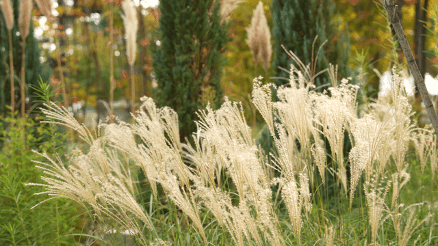 Tall grass swaying in a lush garden