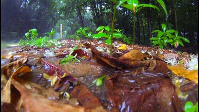 Raindrops falling on a forest floor with buds