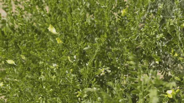 벌레가 앉은 푸른 잎사귀의 근접 촬영