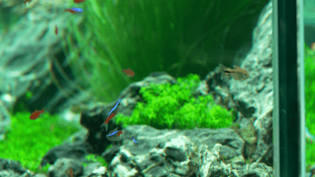 Colorful fish swimming in a lush aquarium
