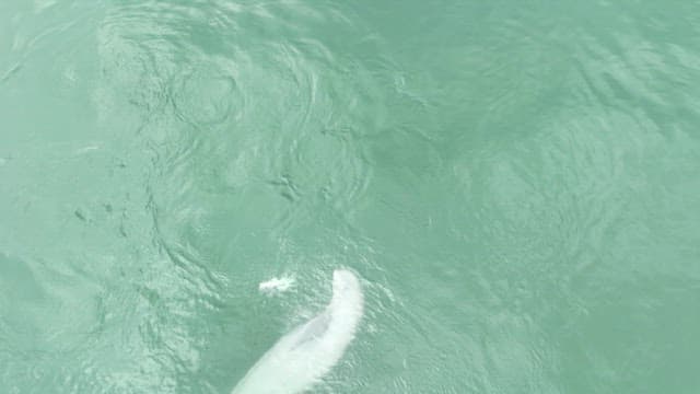 Finless porpoise swimming playfully in clear water