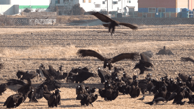Flock of eagles in dry fields