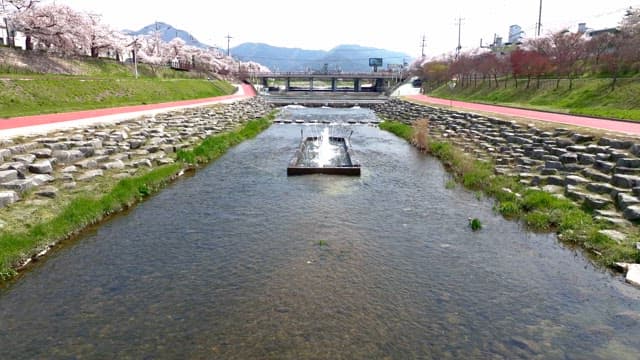 강변 길을 따라 핀 벚꽃