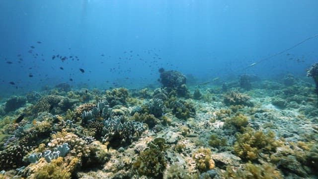 Group of fish swimming over a coral reef in clear blue water